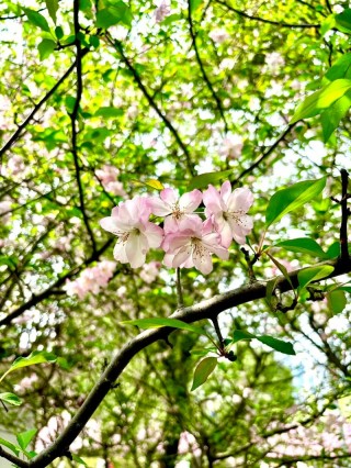 三月芳菲