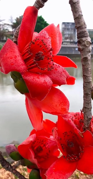 你是我的木棉花
