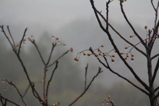 一夜冬雨