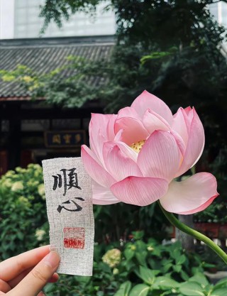 素心如水，寂静相安，以莲的姿态恬淡，盈生活一抹微笑