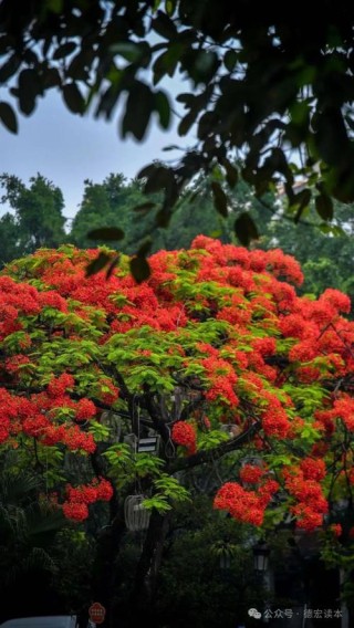 凤凰花又开
