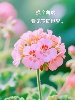 人心，是一朵不待风吹而自落的花