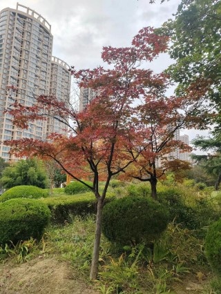 初冬模样是啥样儿？黄花独带露，红叶已随风，往事凝作冷画屏