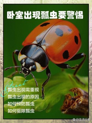 致瓢虫