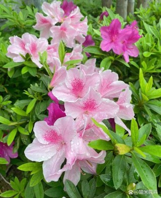 山头那点红