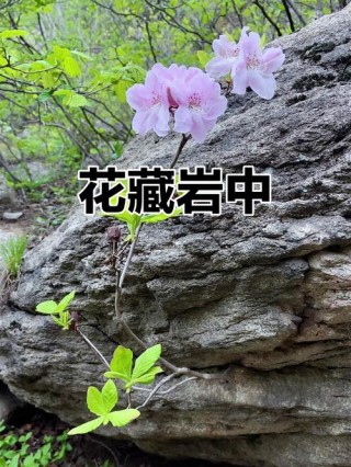 石头与花朵