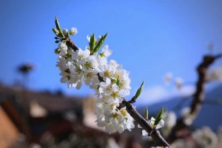 春花，怒放