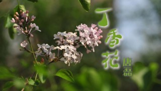 唐磊《丁香花》故事：音乐、爱情和命运的深刻碰撞