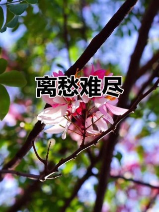 离愁