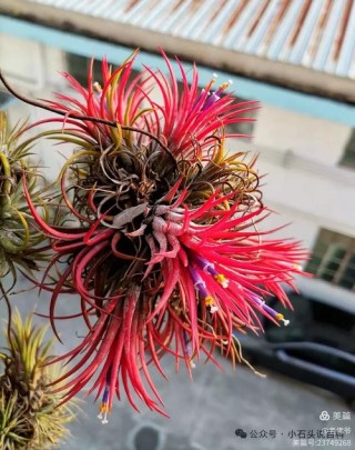 不知名的花