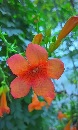 凌霄花开似火，点燃整个夏天