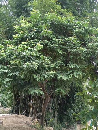 杨树天堂