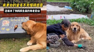 一只狗的“孝心”