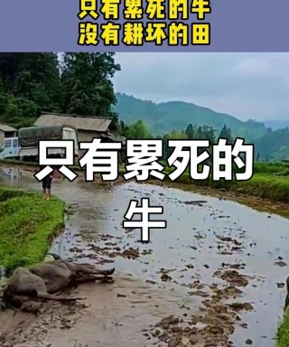 俗语“只有累死的牛，没有耕坏的田”啥意思？有道理吗？
