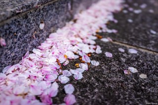 初春，飘落一地忧伤