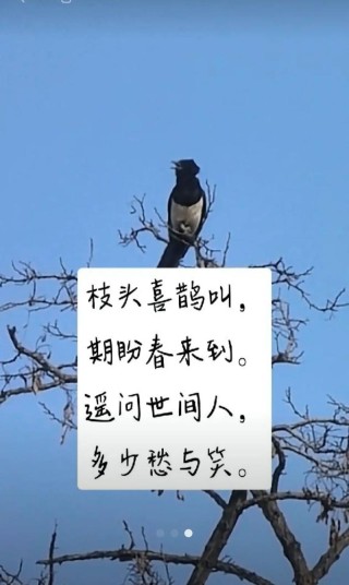 我是一只喜鹊
