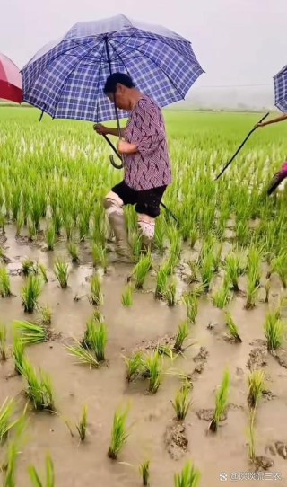 抽稗穗的老农
