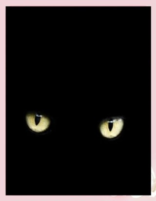 嗜夜的猫