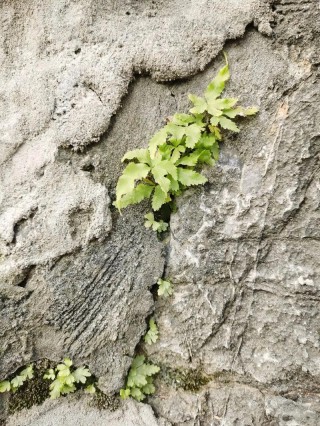 草的力量