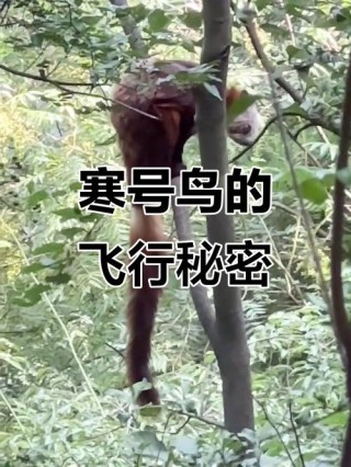 你识寒号鸟吗