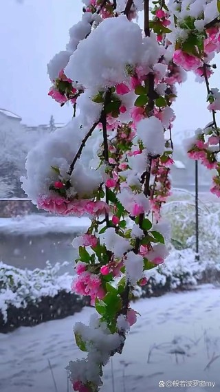 桃花雪撩人梦