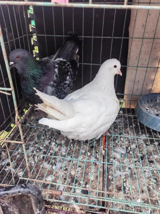 睡梦中的鸽子