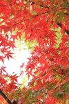 思念，在枫叶红的季节