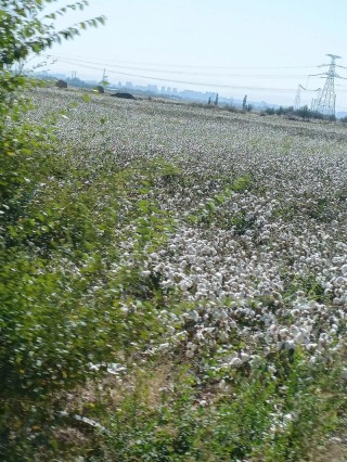 棉花白