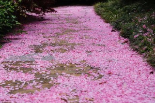 落花飘飞