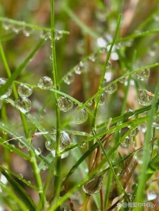 植物也能测晴雨