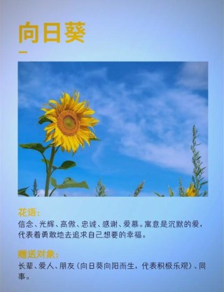 生如夏花之绚烂——向日葵：热情、明亮、温暖、快乐，向阳而生！