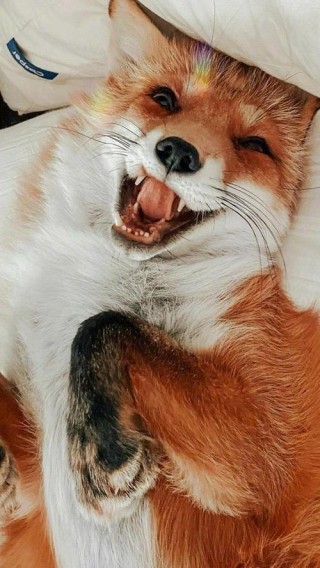 奈何的微笑