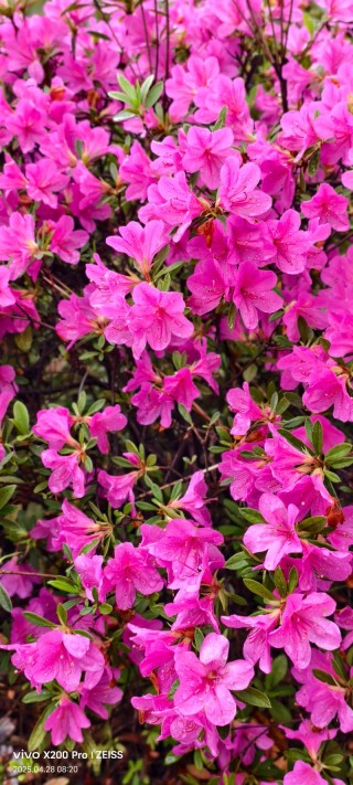 花谢花开