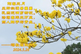 阳春三月