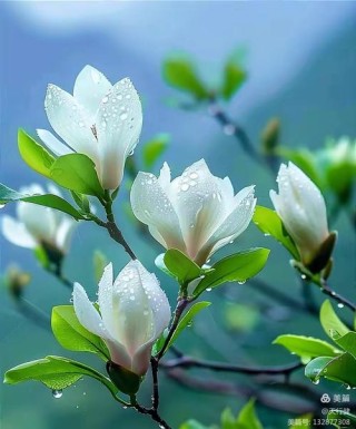 又见玉兰花开