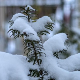 初雪