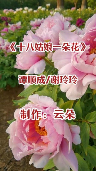 姑娘十八一朵花 （打三字酒名）