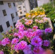诗和远方在阳台—太阳花赞