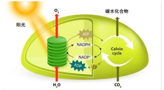 通过叶绿体助力减碳？上海科学家攻破世界性难题