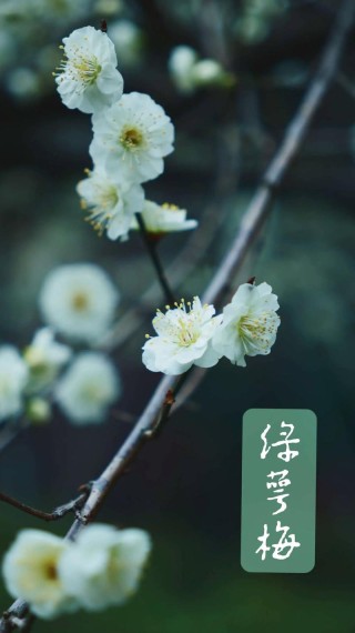 寄你江南春色一枝梅