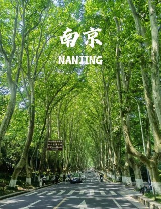 梧桐树的南京
