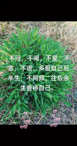 不吵不闹不闻不问不言不语不管不顾不哭不笑不悲不喜不远不近