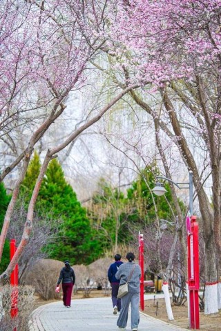 寻春