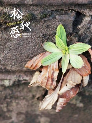 生命只是一团泥