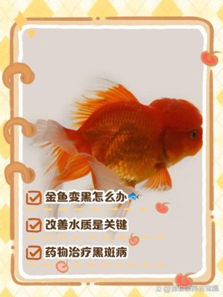 天气转冷，金鱼感冒隐患暴露！最有效的应对措施竟然是这个！