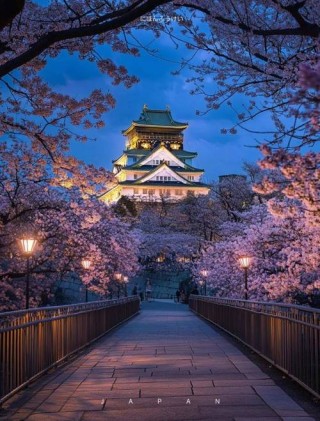 在日本，大阪公园的那一场邂逅