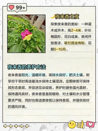 夜来香的品格