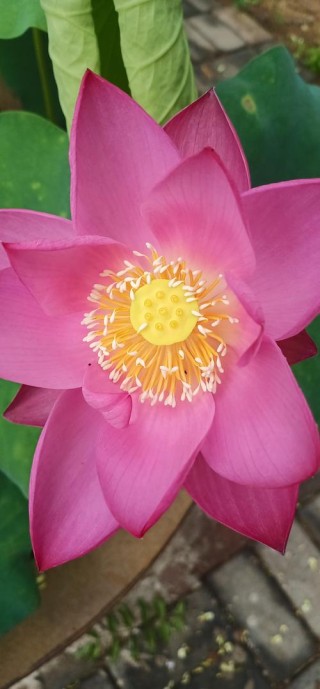 花瓣
