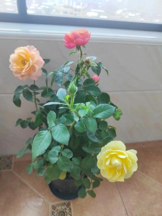 一盆玫瑰花