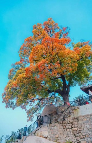 南北秋中景，秋落孤客，秋在心中留